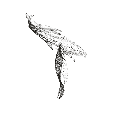Monochrome generative point study “Paired Wings,” a mathematical form rendered in black and white.