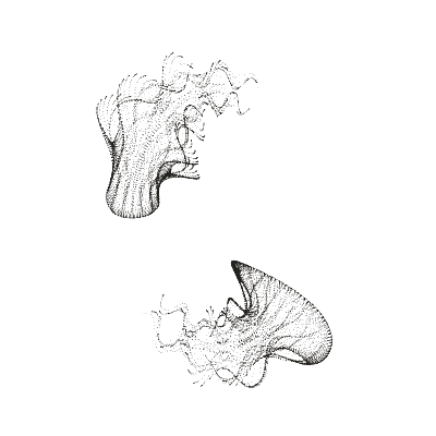 Monochrome generative point study “Twin Veil,” a mathematical form rendered in black and white.