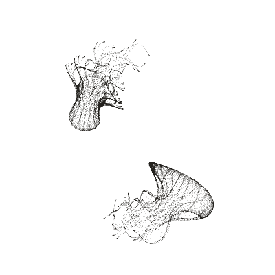 Monochrome generative point study “Rising Bell,” a mathematical form rendered in black and white.