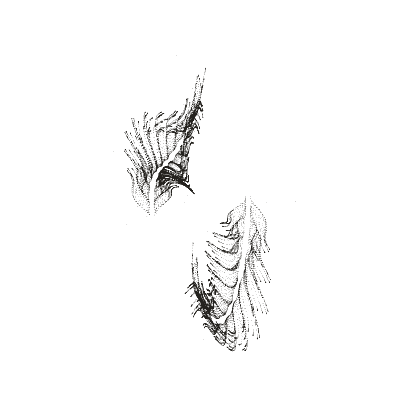 Monochrome generative point study “Halo Wing,” a mathematical form rendered in black and white.