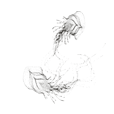 Monochrome generative point study “Long Pulse,” a mathematical form rendered in black and white.